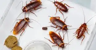 Cafards Raid ecohygiene
