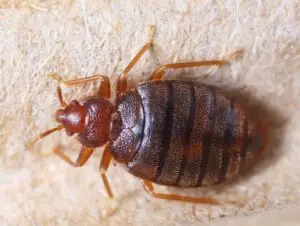 Punaises de lit Rabat Marrakech