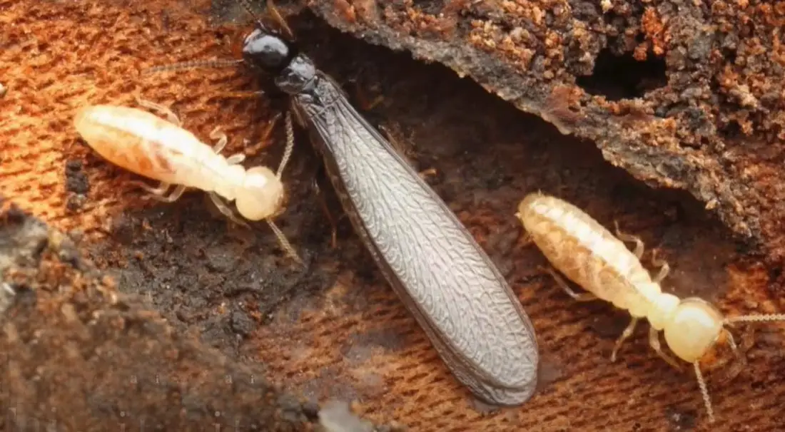 Termite ailé adulte - identification des espèces de termites au Maroc par RAID ECOHYGIENE