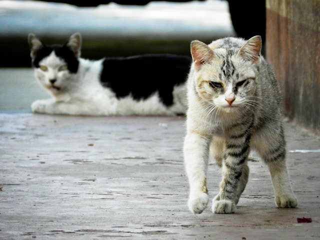 un chat errant dans les résidences a rabat