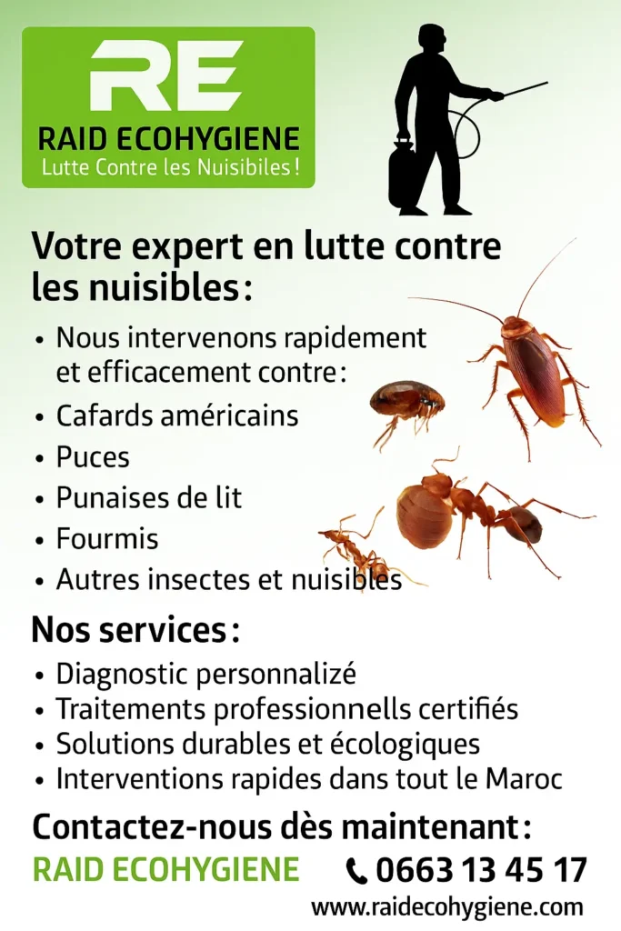 Désinsectisation rabat par raid ecohygiene 1