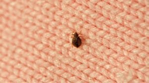 Punaise de lit Maroc -RAID ECOHYGIENE