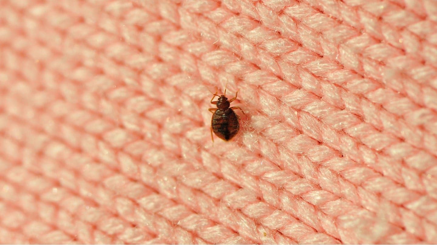 Punaise de lit adulte observée lors d'un diagnostic RAID ECOHYGIENE