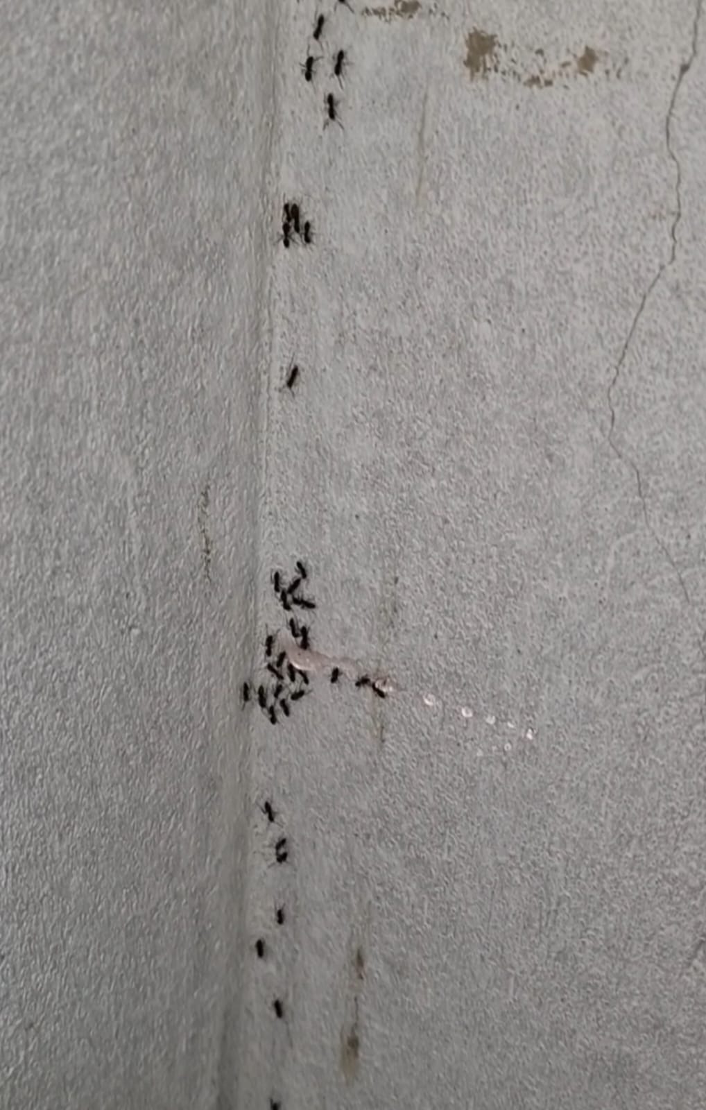 Traitement fourmis à Casablanca — désinsectisation efficace et durable